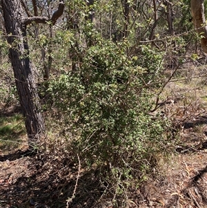 Crataegus monogyna at Watson, ACT - 17 Jan 2025