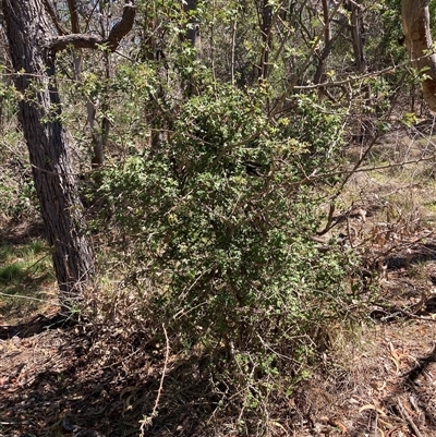 Crataegus monogyna (Hawthorn) at Watson, ACT - 16 Jan 2025 by waltraud