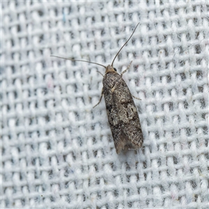 Unidentified Moth (Lepidoptera) at Harrison, ACT by DPRees125