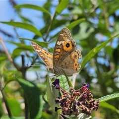 Junonia villida (Meadow Argus) at Braidwood, NSW - 22 Jan 2025 by MatthewFrawley