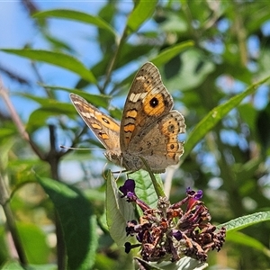 Junonia villida at Braidwood, NSW - 22 Jan 2025 12:04 PM