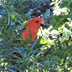 Alisterus scapularis (Australian King-Parrot) at Watson, ACT - 20 Jan 2025 by abread111