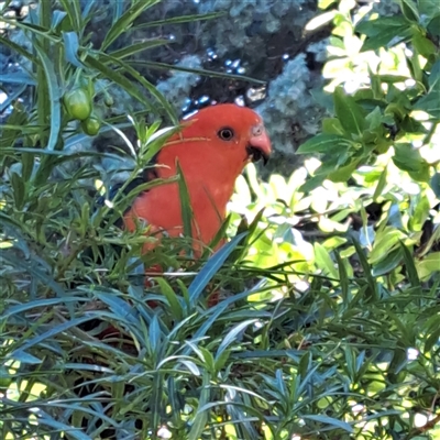 Alisterus scapularis (Australian King-Parrot) at Watson, ACT - 21 Jan 2025 by abread111