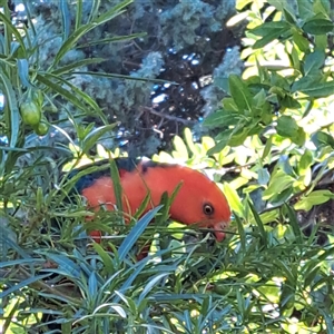 Alisterus scapularis at Watson, ACT - 21 Jan 2025