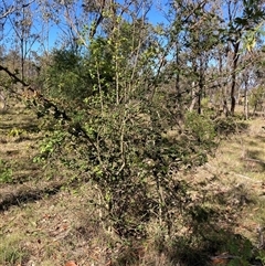 Crataegus monogyna (Hawthorn) at Watson, ACT - 17 Jan 2025 by waltraud