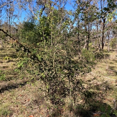 Crataegus monogyna (Hawthorn) at Watson, ACT - 17 Jan 2025 by waltraud