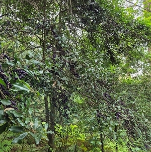 Myrsine howittiana (Brush Muttonwood) at Jamberoo, NSW by nancyp