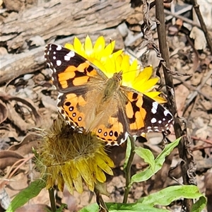 Vanessa kershawi (Australian Painted Lady) at Monga, NSW by MatthewFrawley