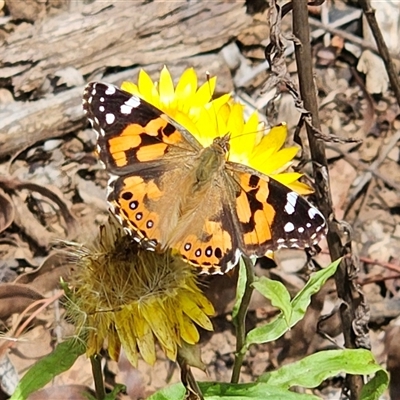 Vanessa kershawi (Australian Painted Lady) at Monga, NSW - 22 Jan 2025 by MatthewFrawley