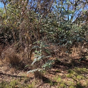 Acacia baileyana (Cootamundra Wattle, Golden Mimosa) at Watson, ACT by waltraud