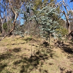 Acacia baileyana at Watson, ACT - 17 Jan 2025 09:14 AM