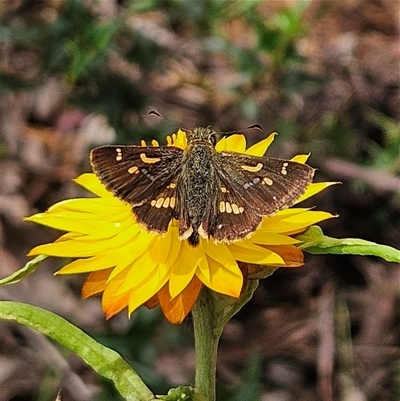 Dispar compacta (Barred Skipper) at Monga, NSW - 22 Jan 2025 by MatthewFrawley