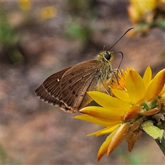 Timoconia flammeata (Bright Shield-skipper) at Monga, NSW - 22 Jan 2025 by MatthewFrawley
