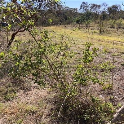 Rosa sp. (A Wild Rose) at Watson, ACT - 17 Jan 2025 by waltraud