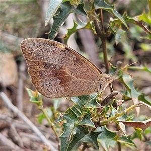 Heteronympha merope at Monga, NSW - 22 Jan 2025 02:12 PM