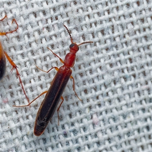 Lymexylidae sp. (family) (Lymexylid beetle) at Harrison, ACT by DPRees125