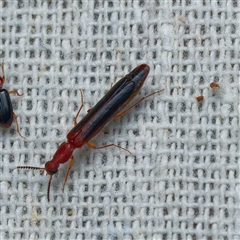 Lymexylidae sp. (family) at suppressed - 21 Jan 2025