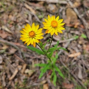 Xerochrysum bracteatum (Golden Everlasting) at Monga, NSW by MatthewFrawley