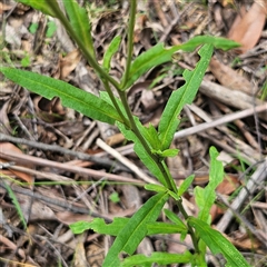 Xerochrysum bracteatum at Monga, NSW - 22 Jan 2025 02:25 PM