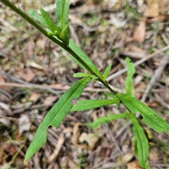 Xerochrysum bracteatum at Monga, NSW - 22 Jan 2025