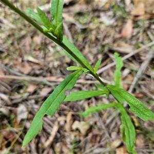 Xerochrysum bracteatum at Monga, NSW - 22 Jan 2025 02:25 PM