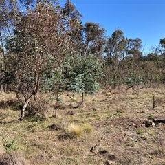 Nassella trichotoma (Serrated Tussock) at Watson, ACT - 16 Jan 2025 by waltraud