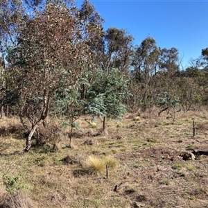 Nassella trichotoma (Serrated Tussock) at Watson, ACT by waltraud