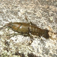 Cherax destructor (Common Yabby) at Peak View, NSW - 28 Dec 2007 by frankingwersen