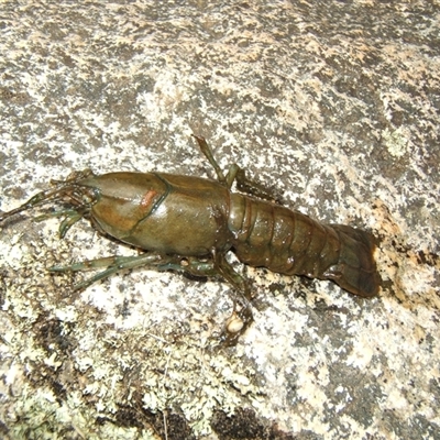 Cherax destructor (Common Yabby) at Peak View, NSW - 28 Dec 2007 by frankingwersen