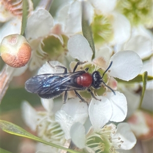 Lasioglossum (Callalictus) callomelittinum at Acton, ACT - 22 Jan 2025