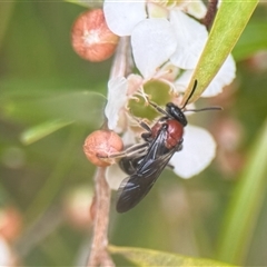 Lasioglossum (Callalictus) callomelittinum at Acton, ACT - 22 Jan 2025