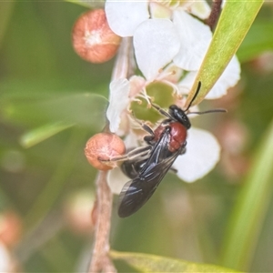 Lasioglossum (Callalictus) callomelittinum at Acton, ACT - 22 Jan 2025