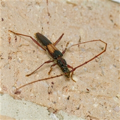 Epithora dorsalis (Longicorn Beetle) at Harrison, ACT - 21 Jan 2025 by DPRees125