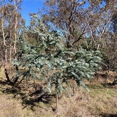 Acacia baileyana (Cootamundra Wattle, Golden Mimosa) at Watson, ACT - 17 Jan 2025 by waltraud