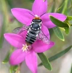 Megachile (Eutricharaea) maculariformis (Gold-tipped leafcutter bee) at Acton, ACT - 22 Jan 2025 by PeterA