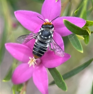 Megachile (Eutricharaea) maculariformis at Acton, ACT - suppressed