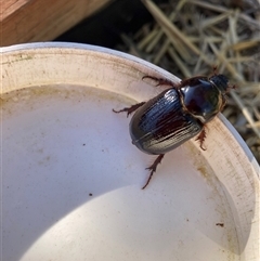 Unidentified Beetle (Coleoptera) at Hackett, ACT - 14 Jan 2025 by waltraud