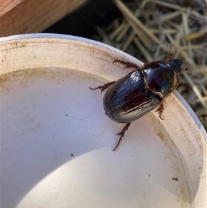 Unidentified Beetle (Coleoptera) at Hackett, ACT by waltraud