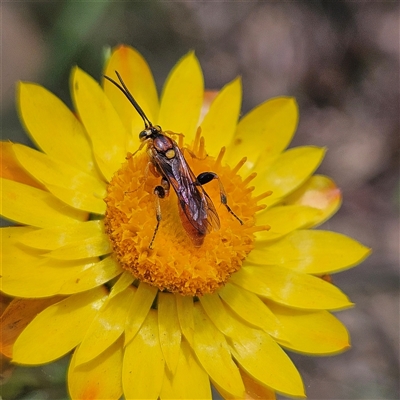 Unidentified Wasp (Hymenoptera, Apocrita) at Monga, NSW - 22 Jan 2025 by MatthewFrawley