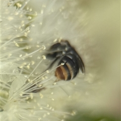 Lipotriches (Austronomia) ferricauda (Halictid bee) at Acton, ACT - 22 Jan 2025 by PeterA