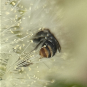 Lipotriches (Austronomia) ferricauda (Halictid bee) at Acton, ACT by PeterA