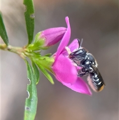 Megachile ferox (Resin bee) at Acton, ACT - 22 Jan 2025 by PeterA