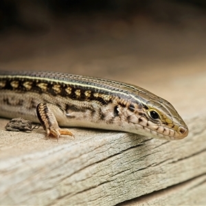 Ctenotus robustus (Robust Striped-skink) at Weston, ACT by Kenp12