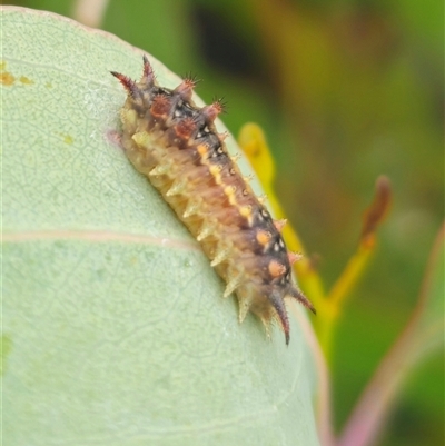Doratifera quadriguttata (Four-spotted Cup Moth) at Anembo, NSW - 21 Jan 2025 by Csteele4