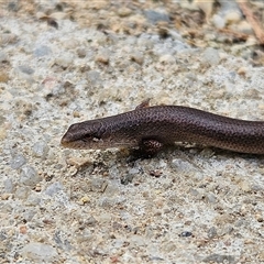 Saproscincus mustelinus (Weasel Skink) at Braidwood, NSW - 22 Jan 2025 by MatthewFrawley