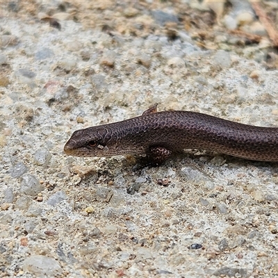 Saproscincus mustelinus (Weasel Skink) at Braidwood, NSW - 22 Jan 2025 by MatthewFrawley