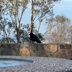 Corvus mellori at Red Hill, ACT - 22 Jan 2025 by JimL