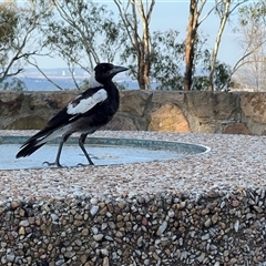 Gymnorhina tibicen (Australian Magpie) at Red Hill, ACT - 22 Jan 2025 by JimL