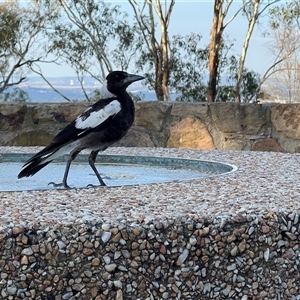 Gymnorhina tibicen at Red Hill, ACT - 22 Jan 2025