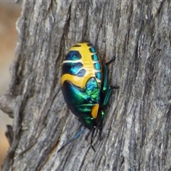 Scutiphora pedicellata (Metallic Jewel Bug) at Mount Stuart, TAS - 22 Jan 2025 by VanessaC